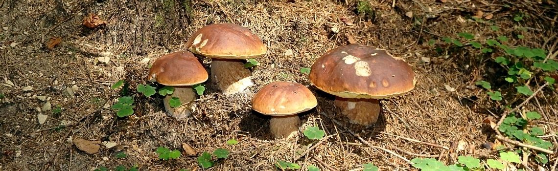 Genero BOLETUS como especie más común de seta en España