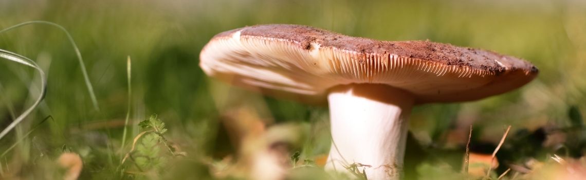 Las setas más recolectadas en España - Guía de setas comestibles Alt