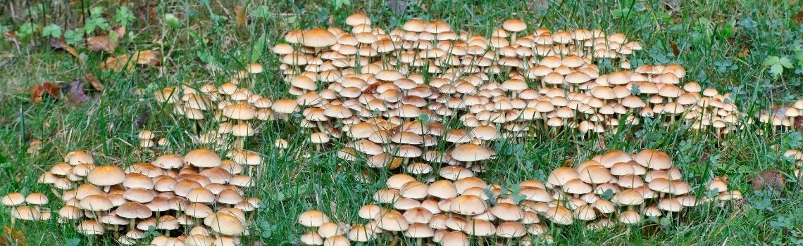 Micología; producción y sostenibilidad de la mano Micología; producción y sostenibilidad de la mano