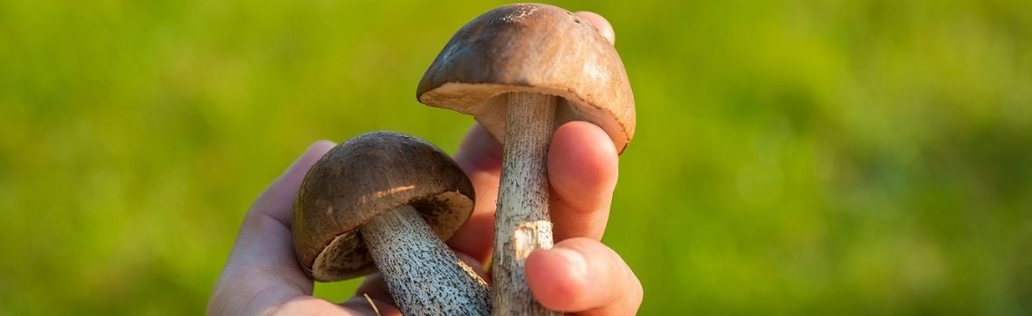 Qué necesita el sector de la micología Qué necesita el sector de la micología