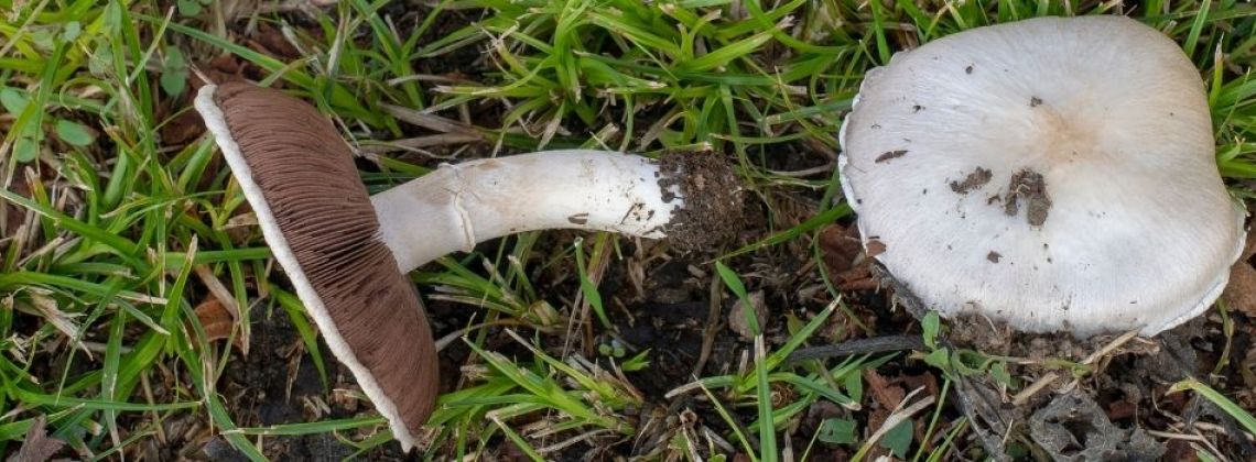 Aspectos fundamentales para la identificación de setas