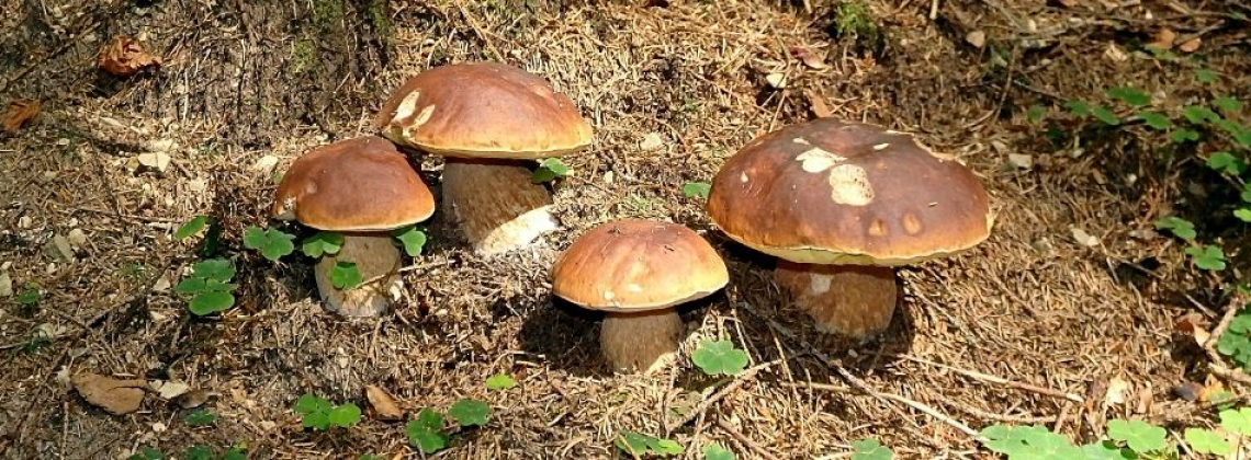 Genero BOLETUS como especie más común de seta en España