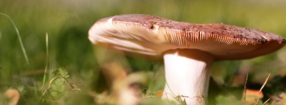 Las setas más recolectadas en España - Guía de setas comestibles Alt