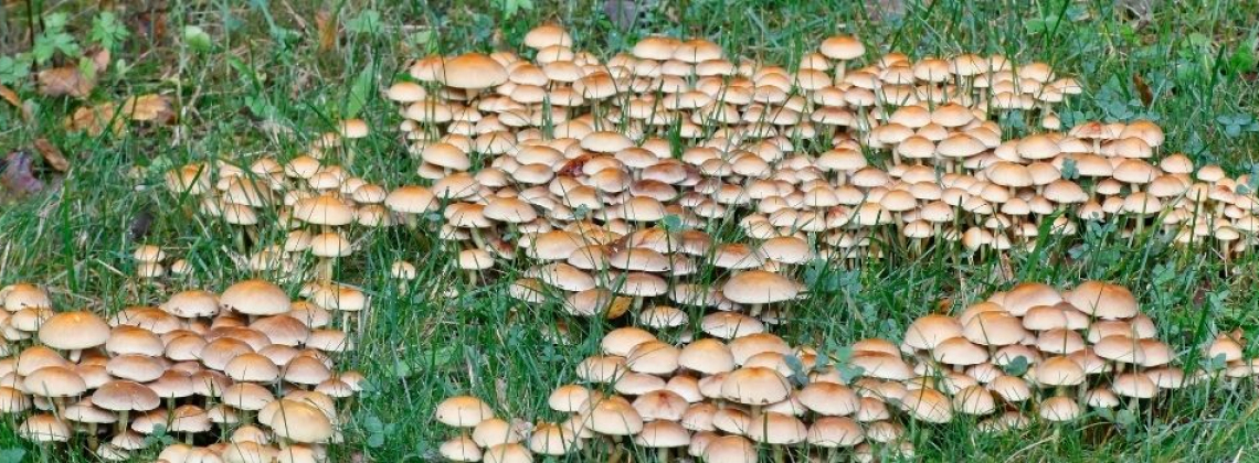 Micología; producción y sostenibilidad de la mano Micología; producción y sostenibilidad de la mano