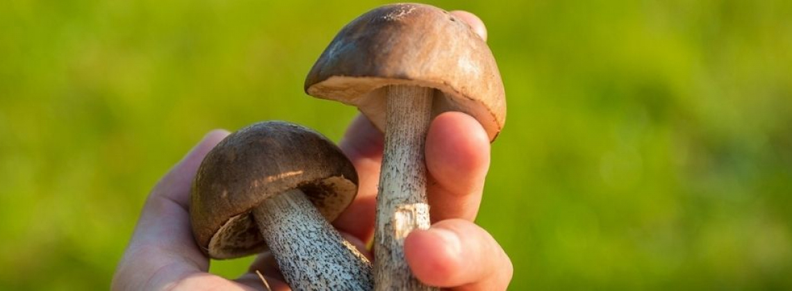 Qué necesita el sector de la micología Qué necesita el sector de la micología